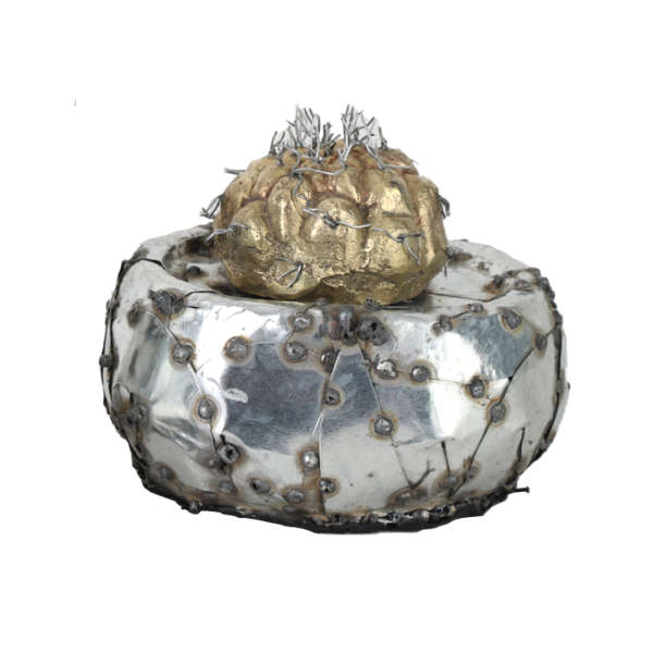 کاکتوس خاردار کوتاه (42143)